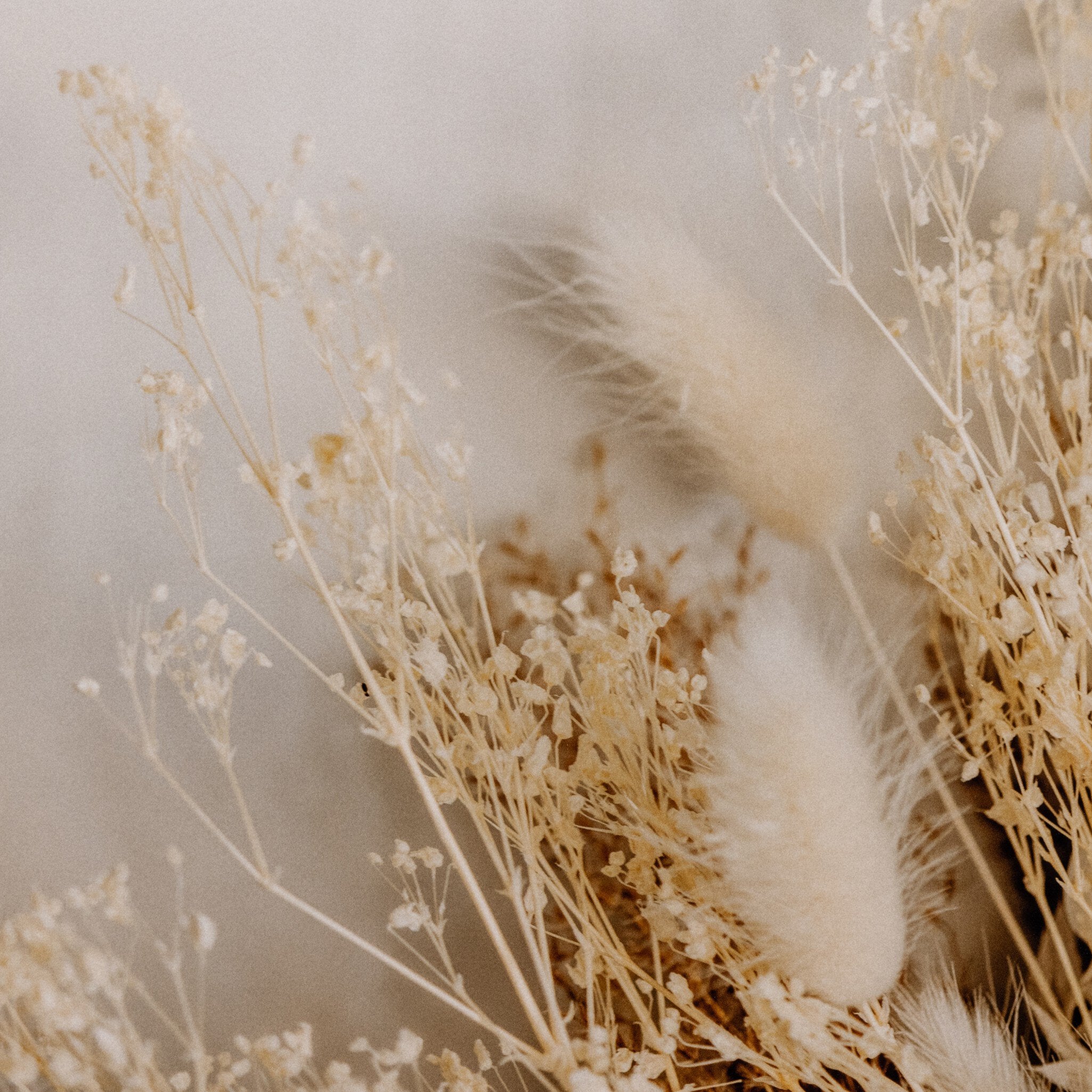 Dried Floral Diptych By Annie Spratt