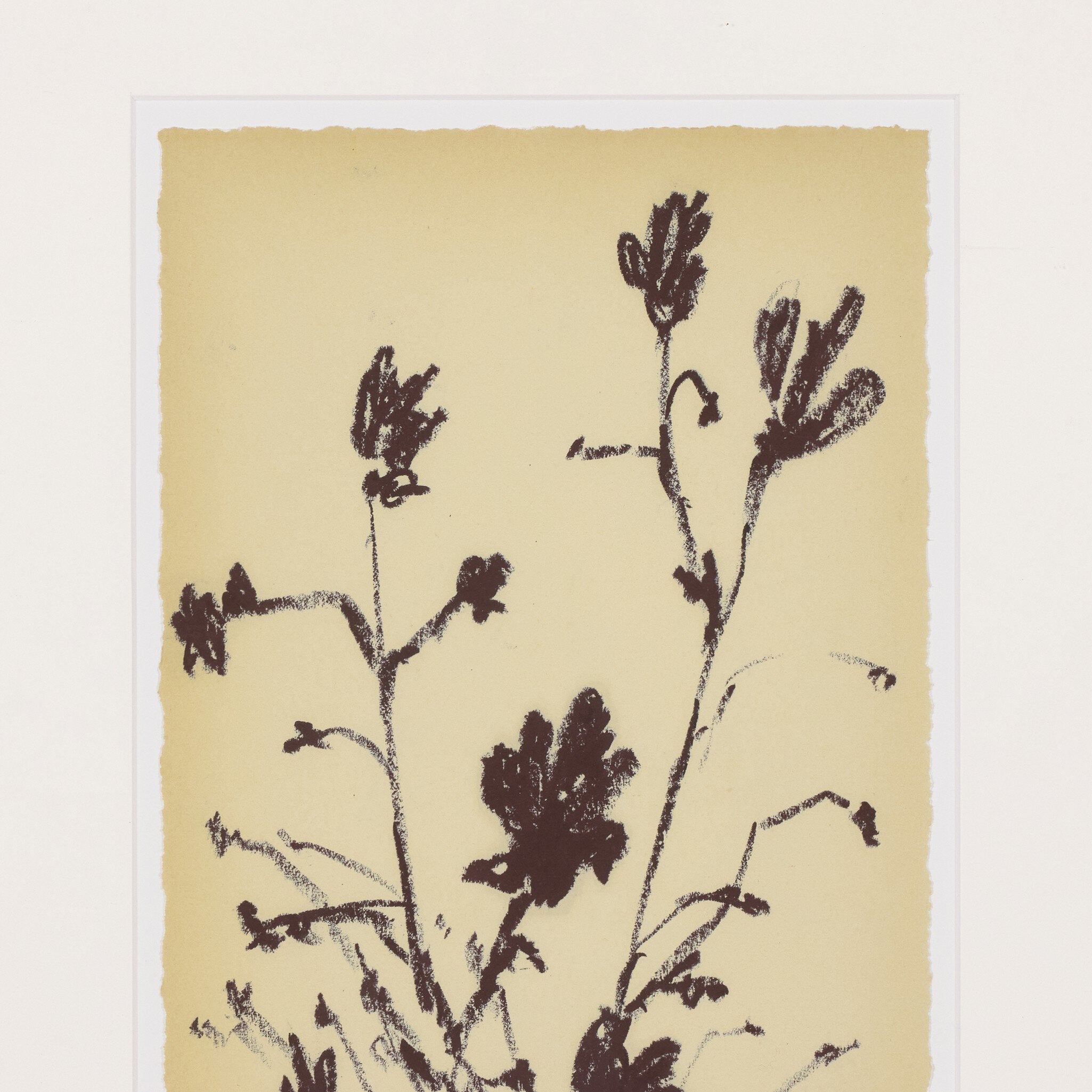 Meadow Rue Set By Shaina Page