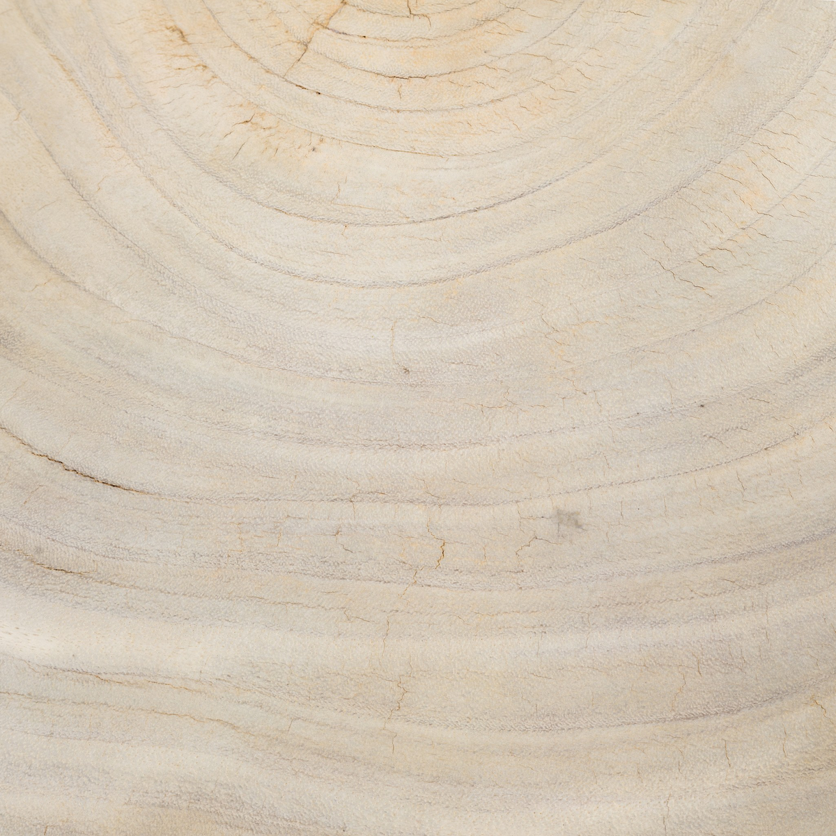 #color_bleached-guanacaste-oyster