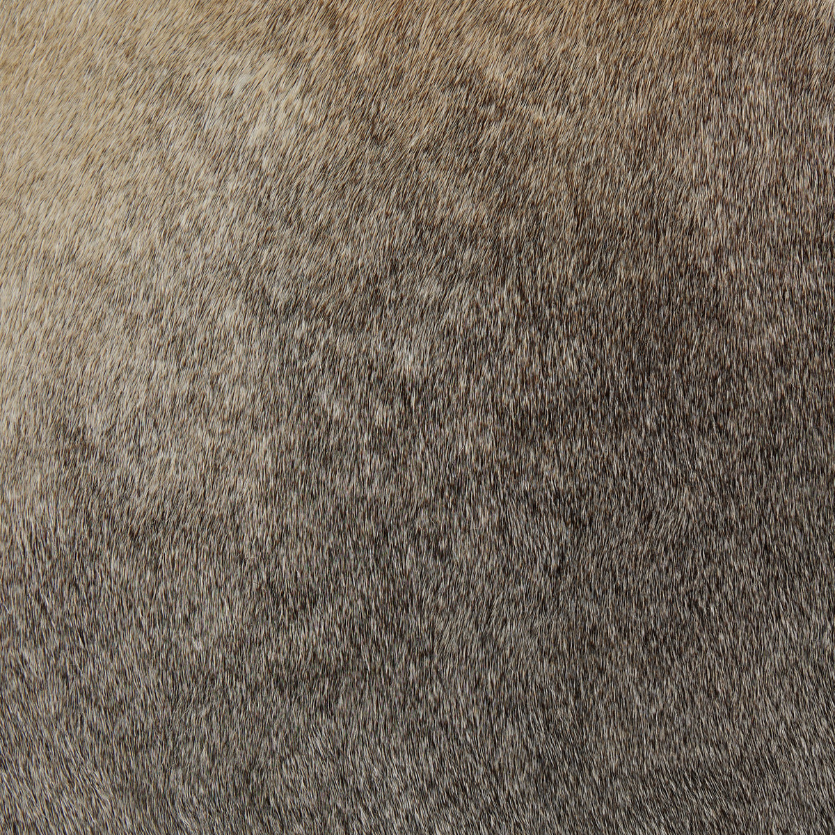 #color_black-&-white-speckled-hide