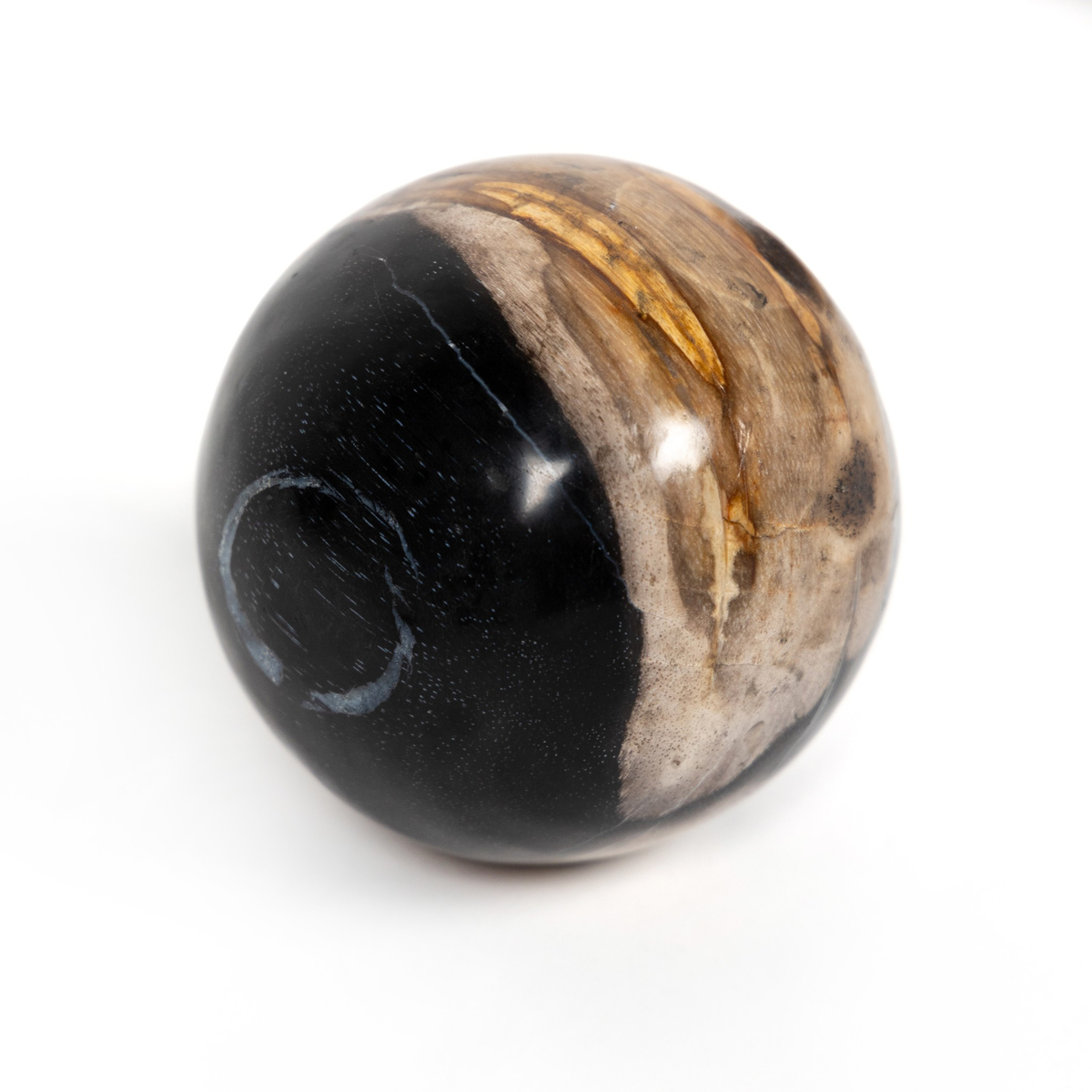 #color_dark-petrified-wood