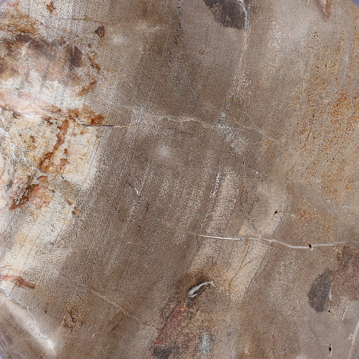 #color_light-petrified-wood