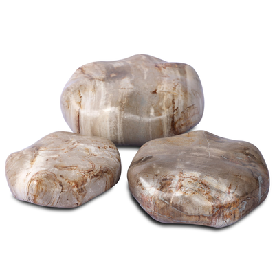 Petrified Wood Organic Sculpture, Set Of 3 by Four Hands