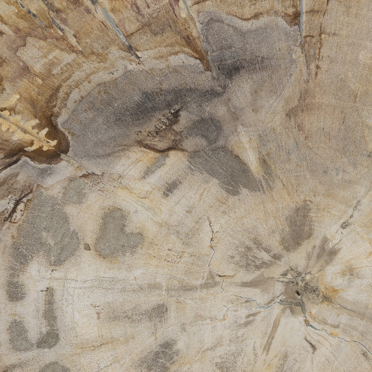 #color_light-petrified-wood