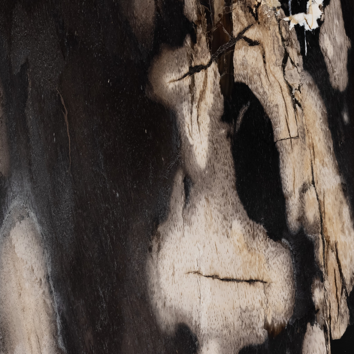 #color_dark-petrified-wood