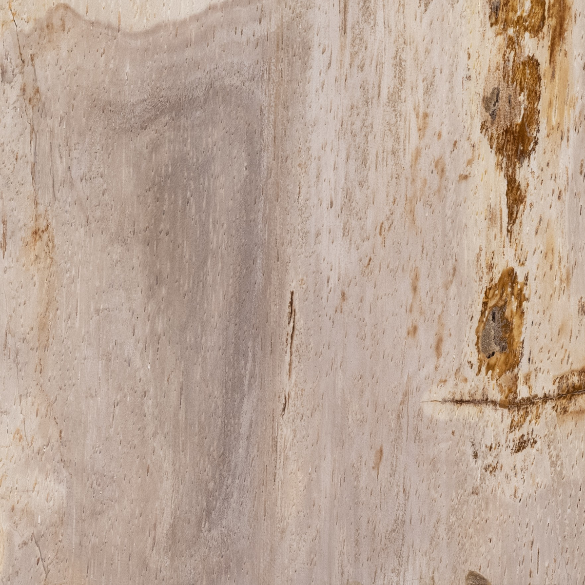 #color_light-petrified-wood