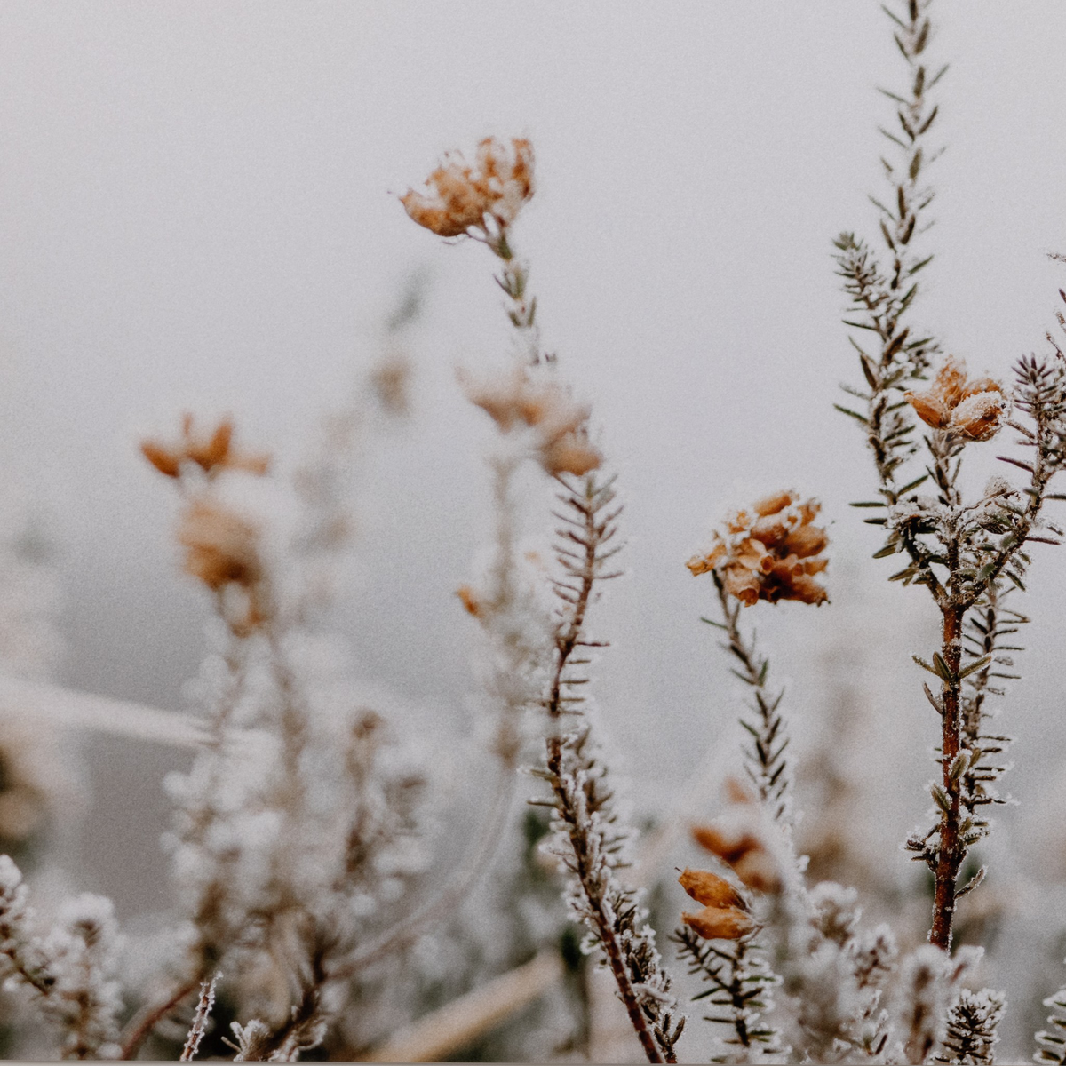 In The Details Ii By Annie Spratt by Four Hands