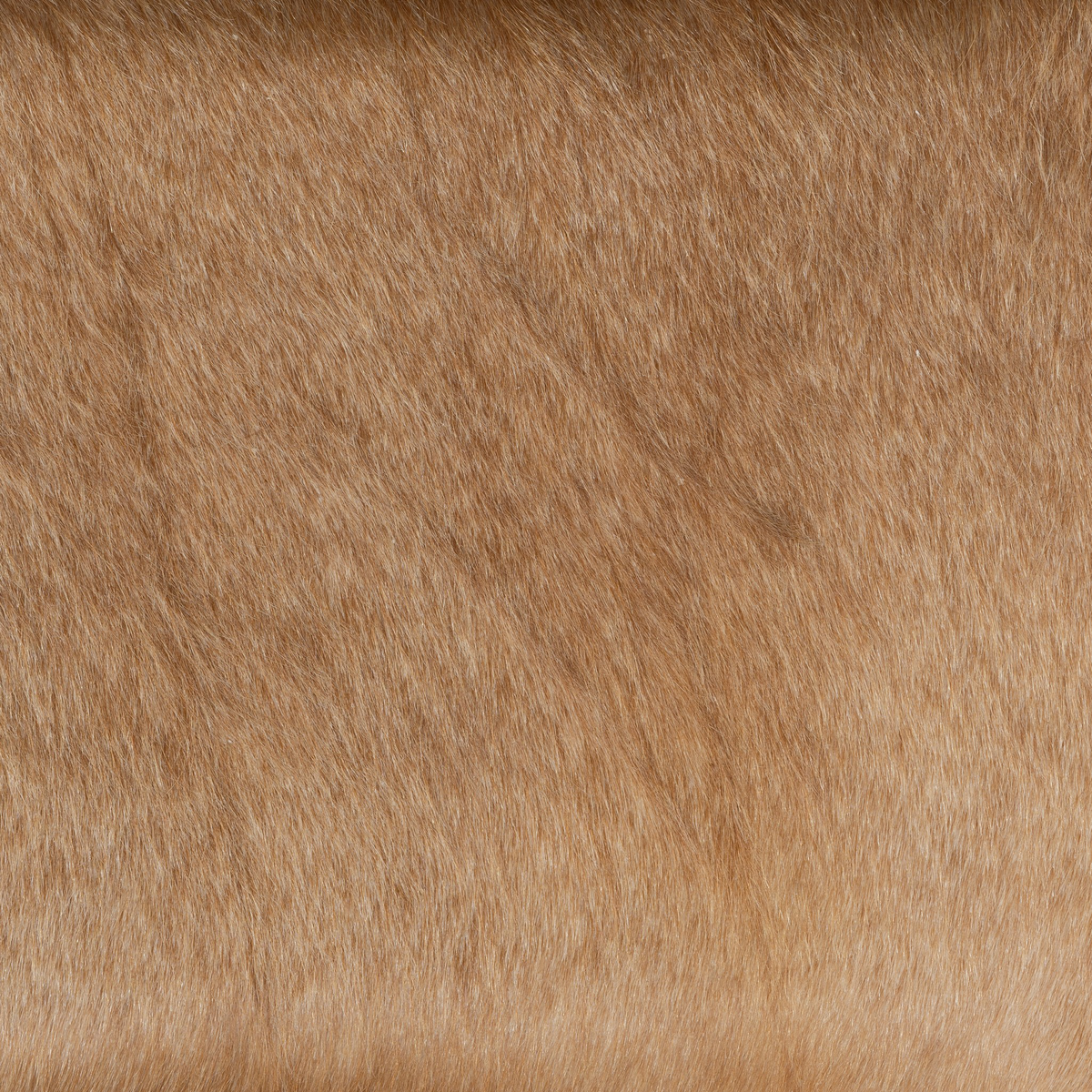 #color_light-hair-on-hide