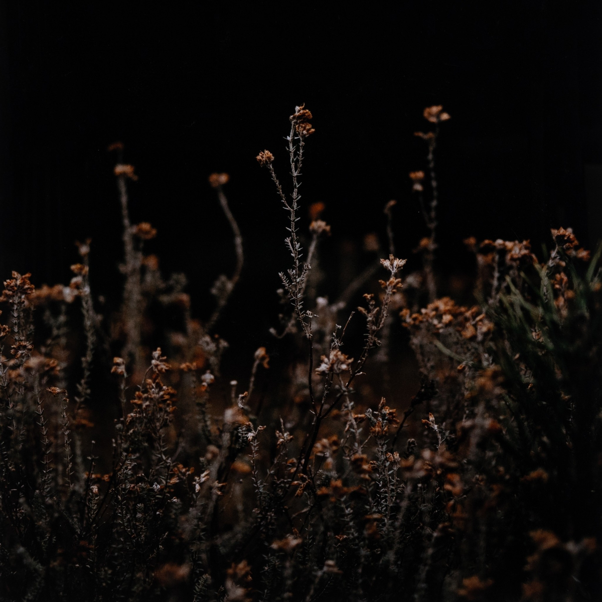 Escape I By Annie Spratt by Four Hands