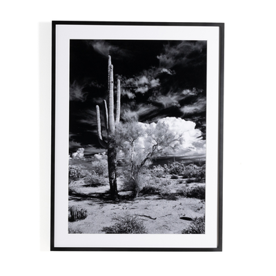Sonoran Desert By Getty Images by Four Hands