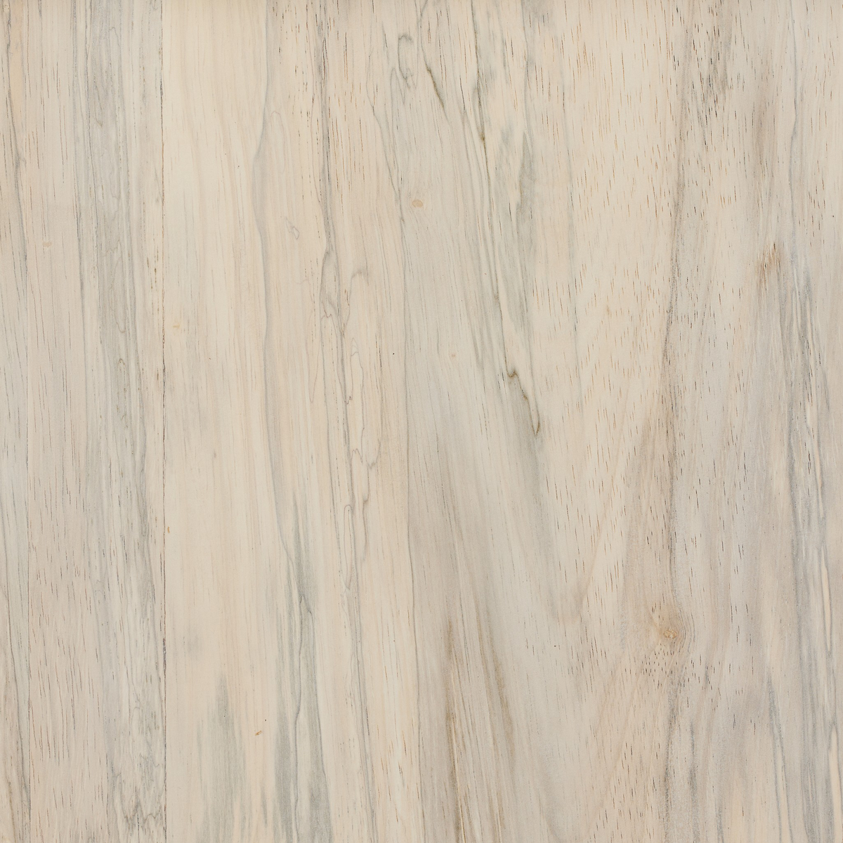 #color_bleached-spalted-primavera