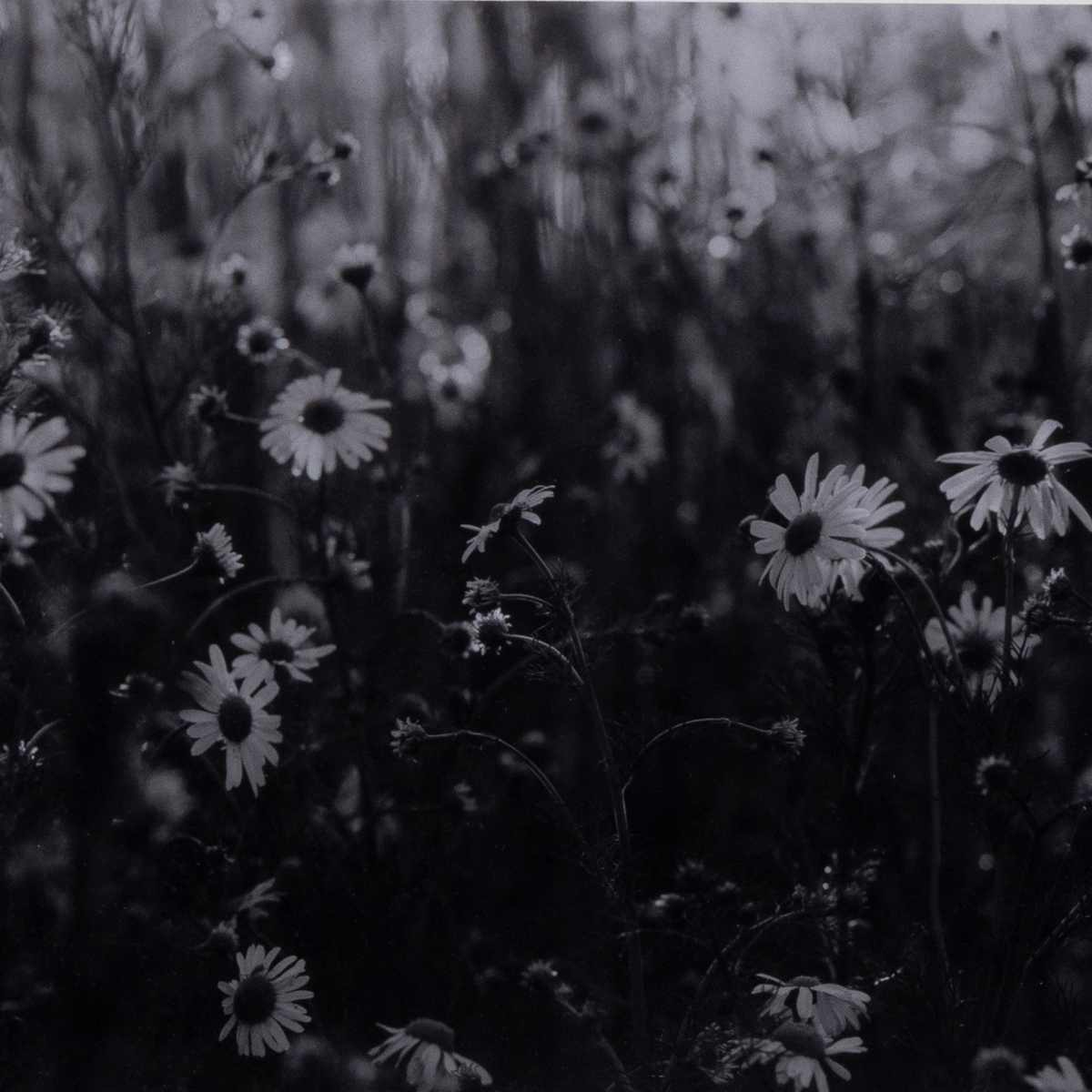 #color_black-2.5-maple
