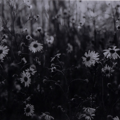 #color_black-2.5-maple