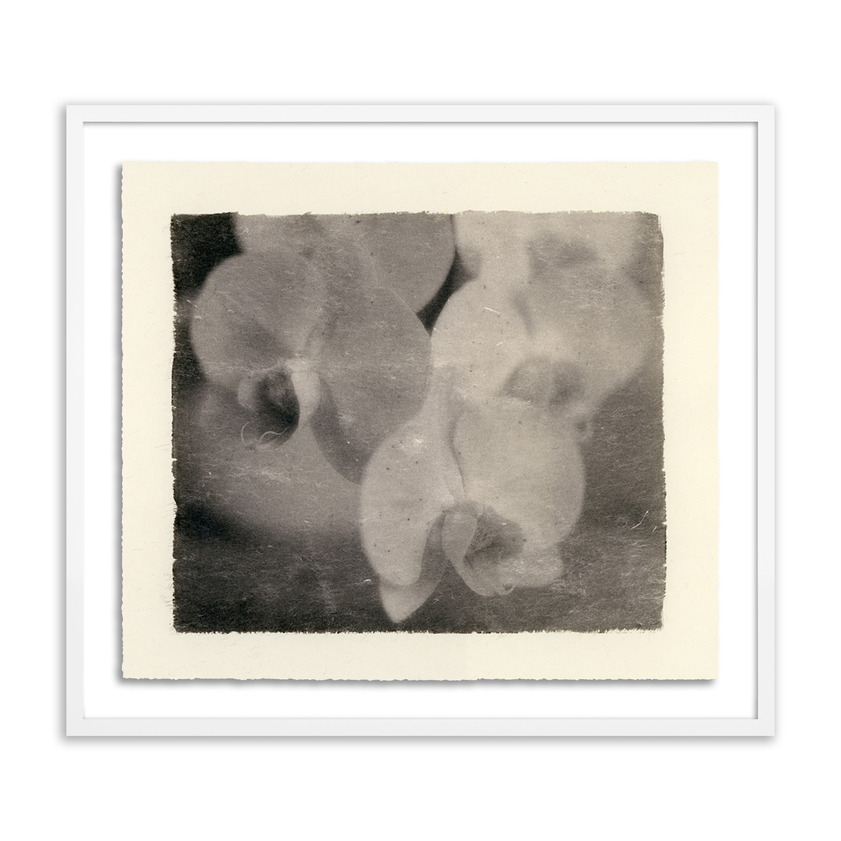 #color_white-1.5-maple