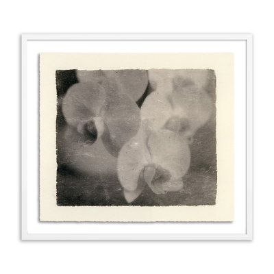 Orchids By Platinum Revival by Four Hands