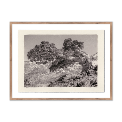 Juniper Gampi By Platinum Revival	 by Four Hands