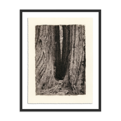 Redwoods Magical Portal By Platinum Revival by Four Hands