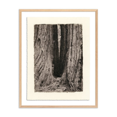Redwoods Magical Portal By Platinum Revival by Four Hands
