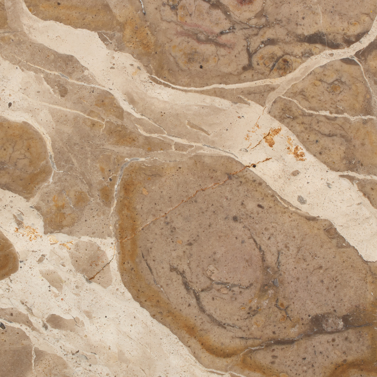 #color_fossil-marble
