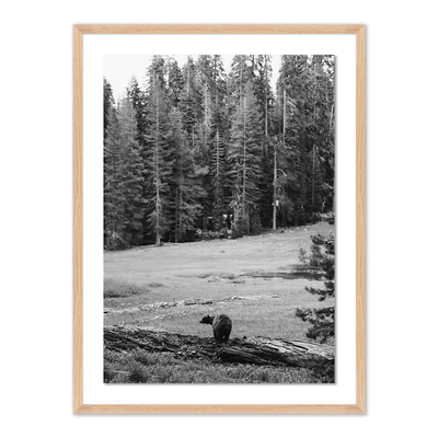 Don'T Feed The Bears By Wesley And Emma Teague	 by Four Hands
