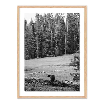 Don'T Feed The Bears By Wesley And Emma Teague	 by Four Hands