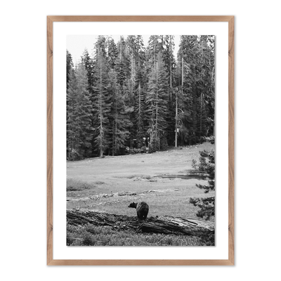 Don'T Feed The Bears By Wesley And Emma Teague	 by Four Hands