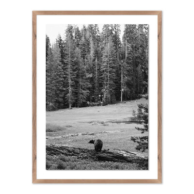 Don'T Feed The Bears By Wesley And Emma Teague	 by Four Hands