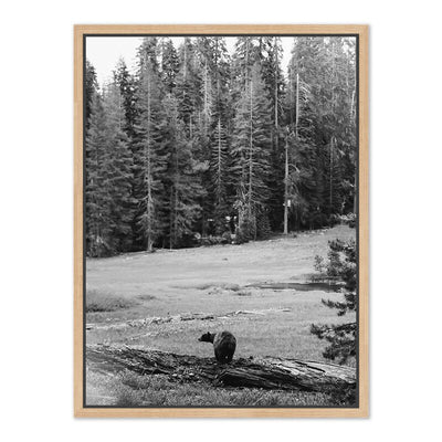 Don'T Feed The Bears By Wesley And Emma Teague	 by Four Hands