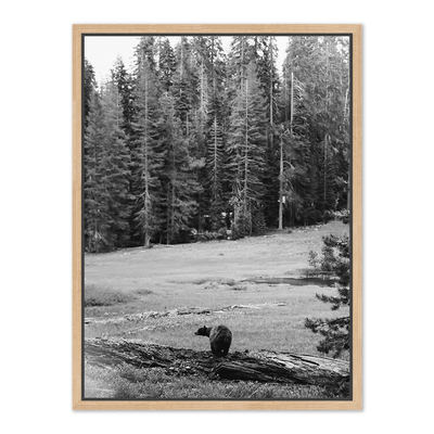 Don'T Feed The Bears By Wesley And Emma Teague	 by Four Hands