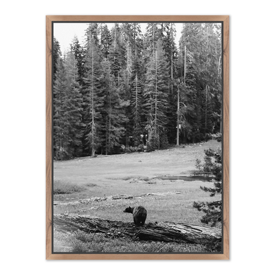 Don'T Feed The Bears By Wesley And Emma Teague	 by Four Hands