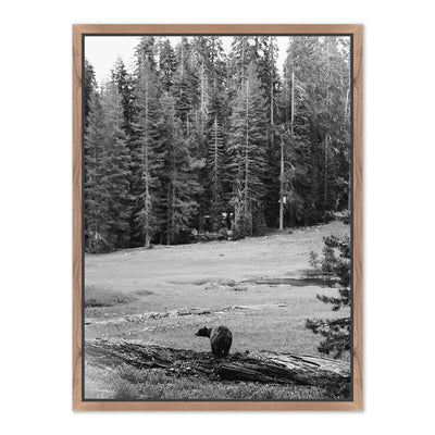 Don'T Feed The Bears By Wesley And Emma Teague	 by Four Hands