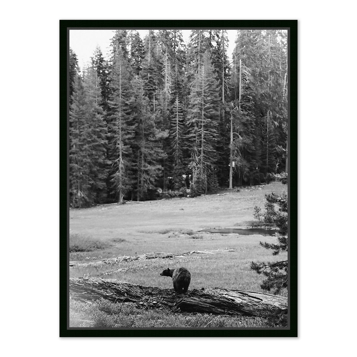 #color_black-maple-floater