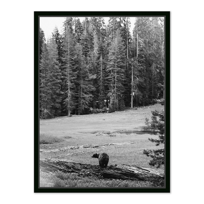 Don'T Feed The Bears By Wesley And Emma Teague	 by Four Hands