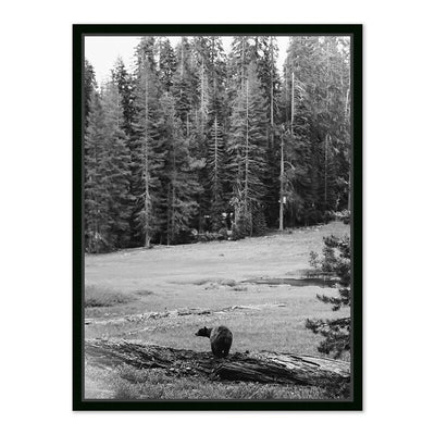 Don'T Feed The Bears By Wesley And Emma Teague	 by Four Hands
