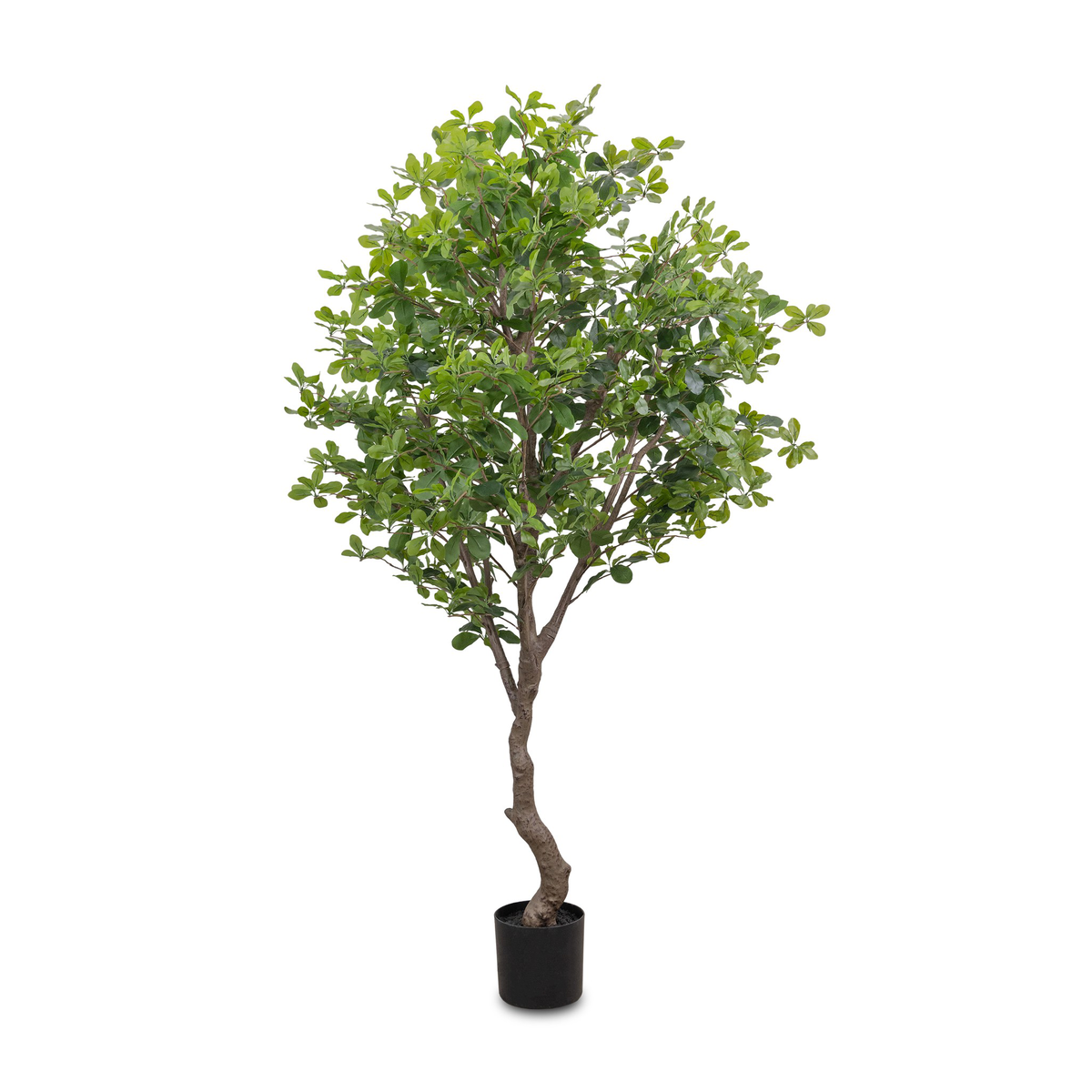 #color_faux-aralia-tree