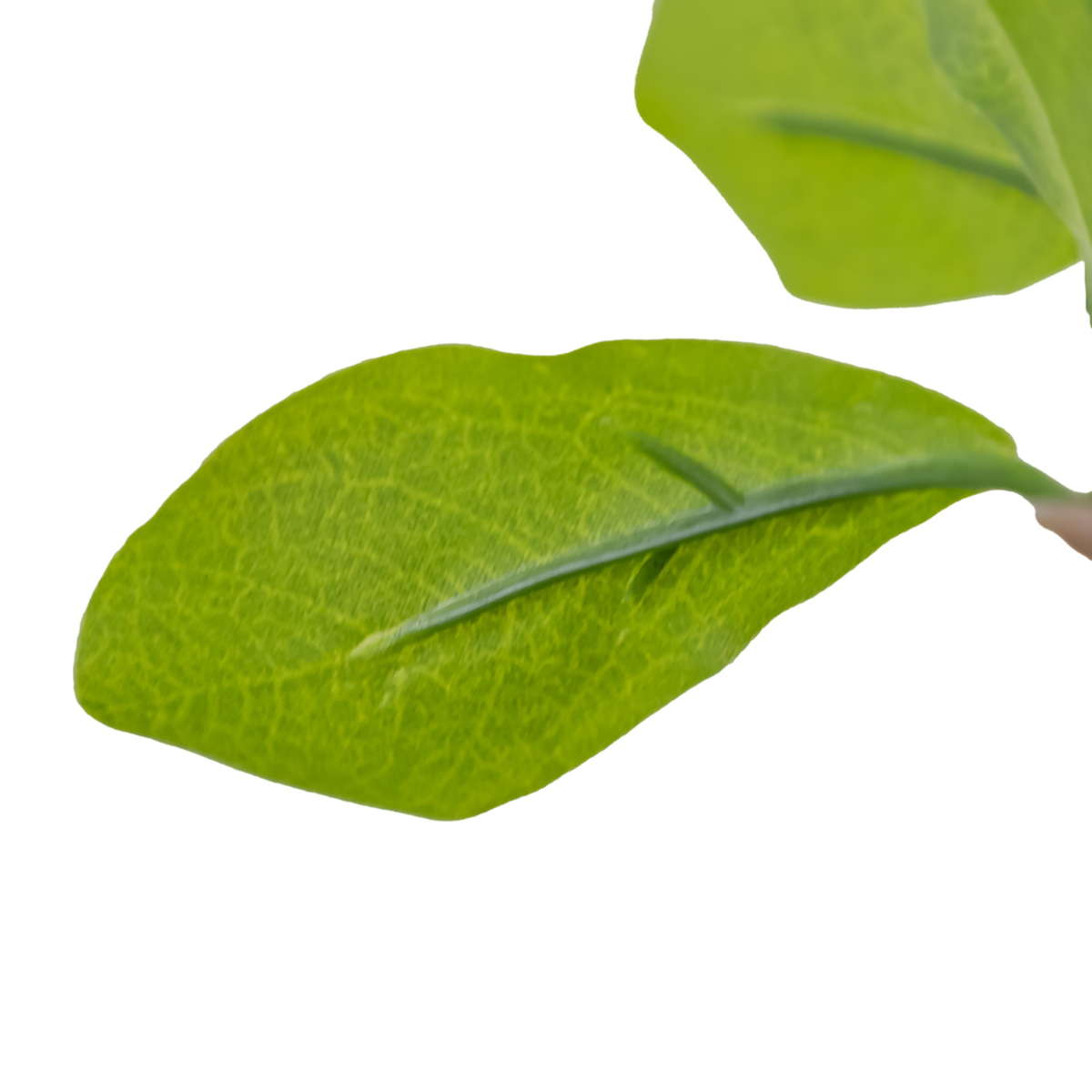 #color_faux-aralia-tree
