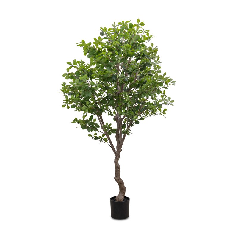#color_faux-aralia-tree