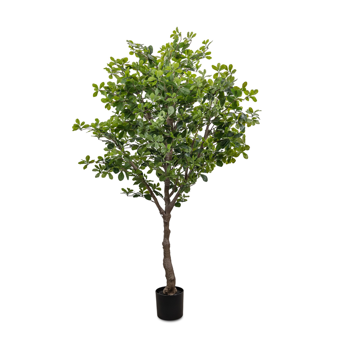 #color_faux-aralia-tree