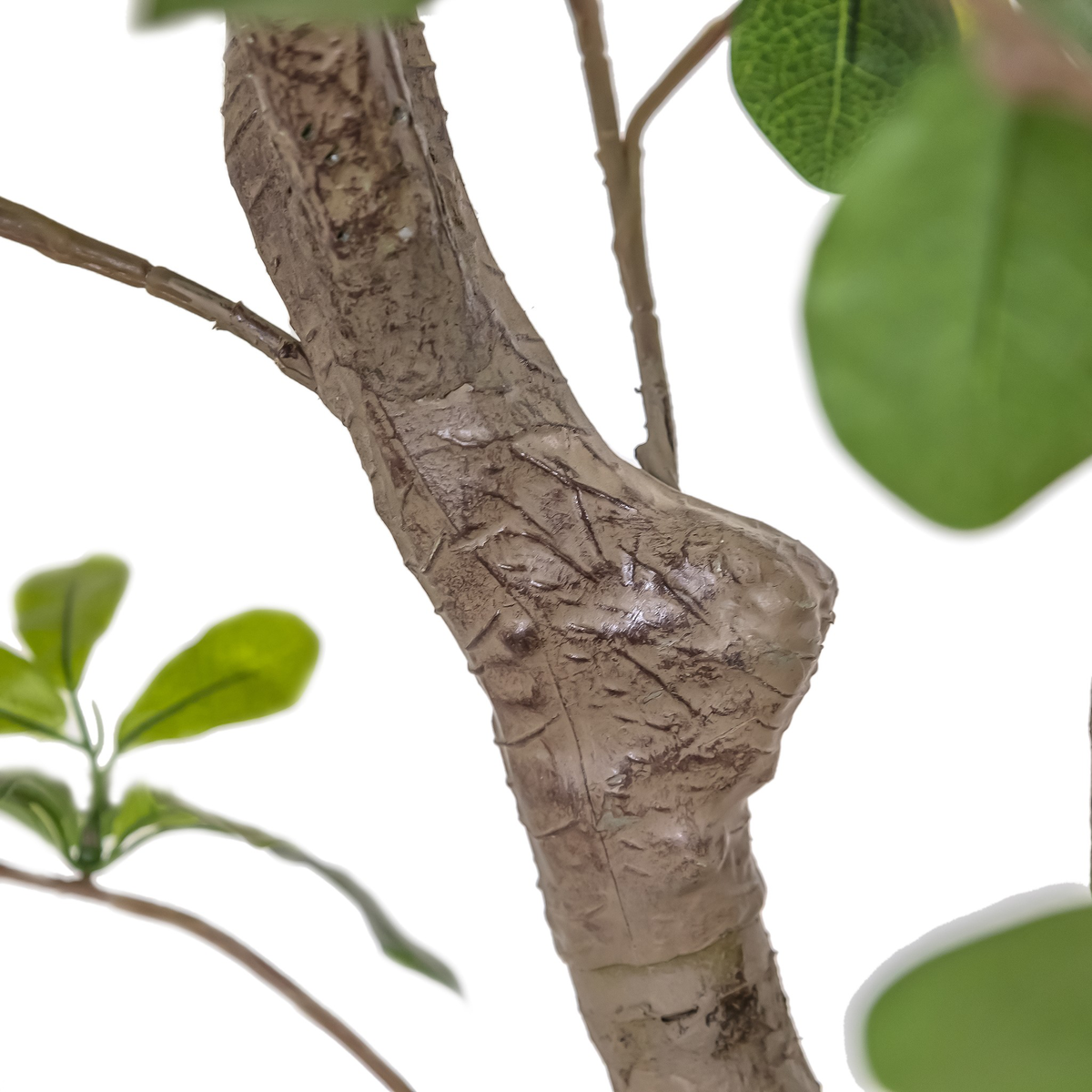 #color_faux-aralia-tree