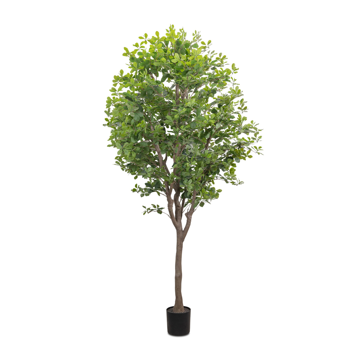 #color_faux-aralia-tree