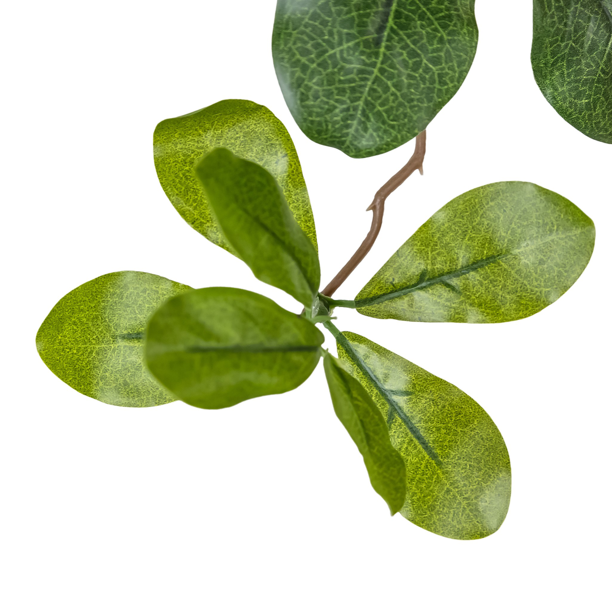 #color_faux-aralia-tree