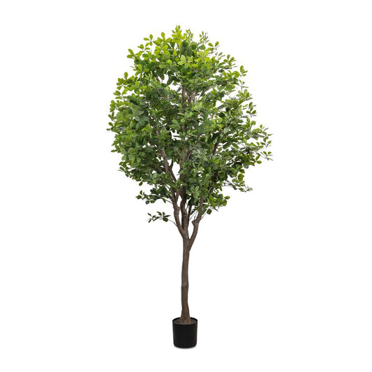 #color_faux-aralia-tree