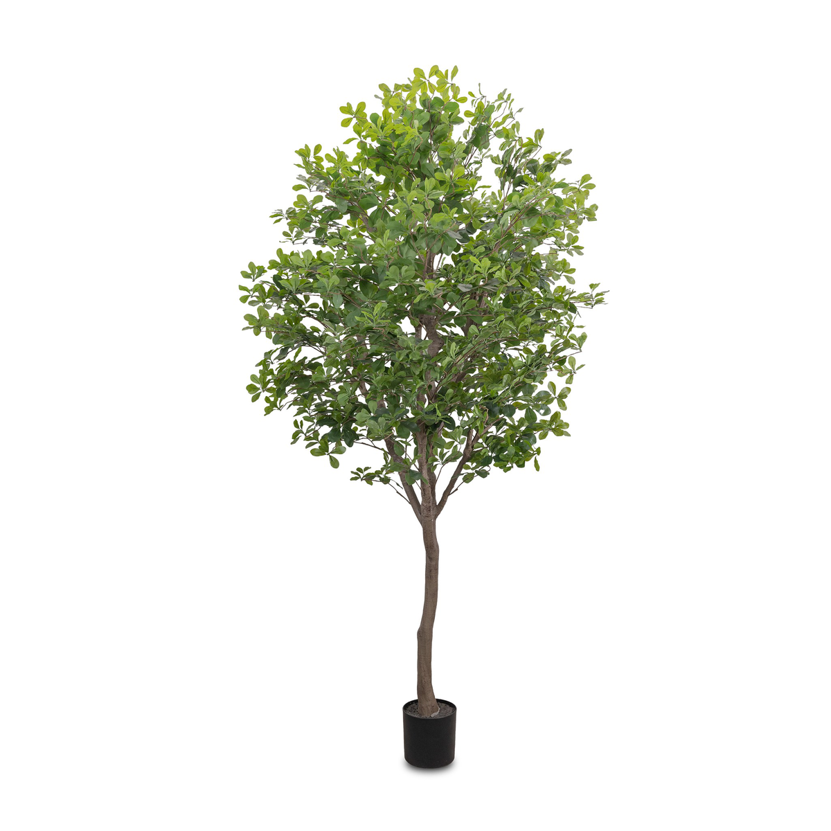 #color_faux-aralia-tree