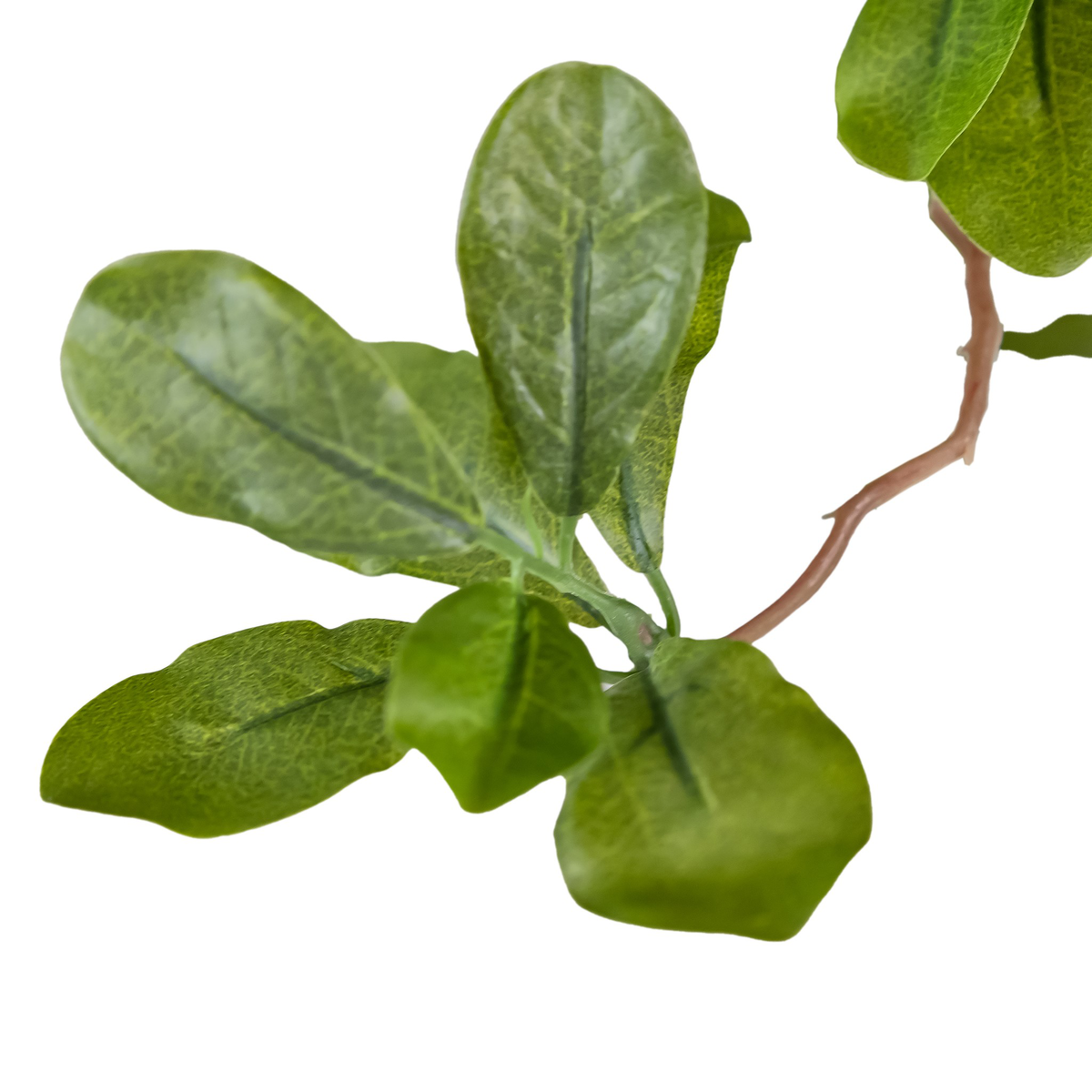 #color_faux-aralia-tree