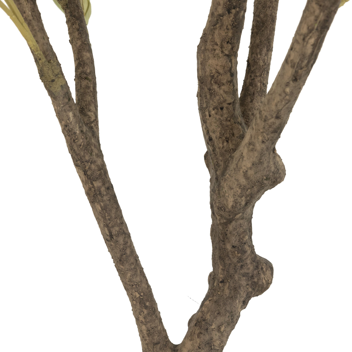 #color_faux-olive-tree