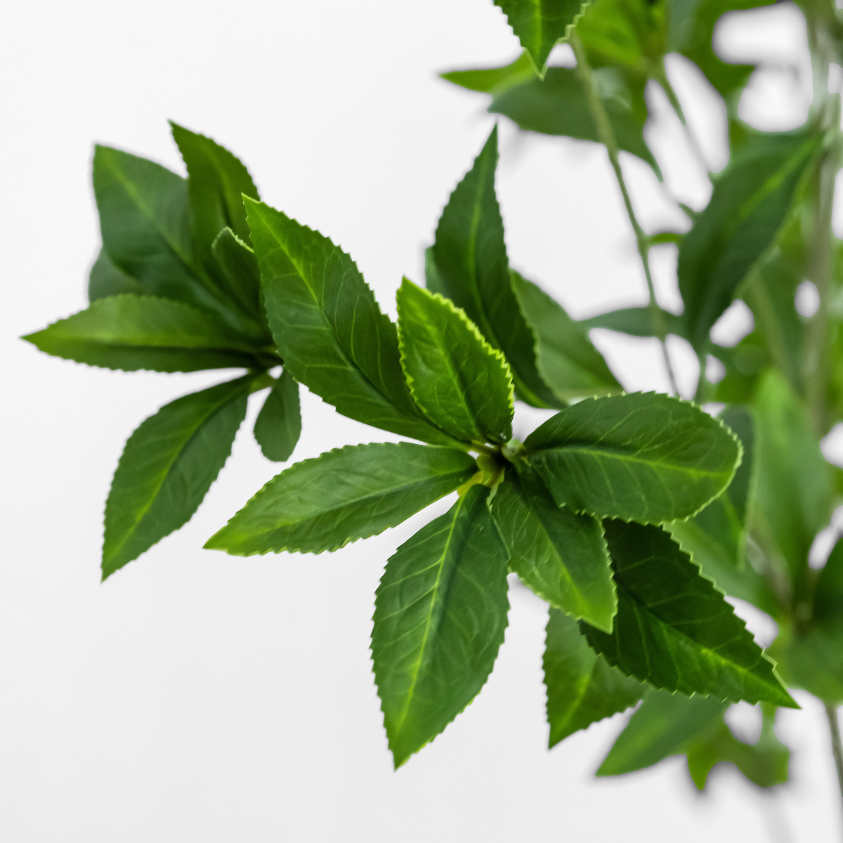 #color_faux-pieris-tree