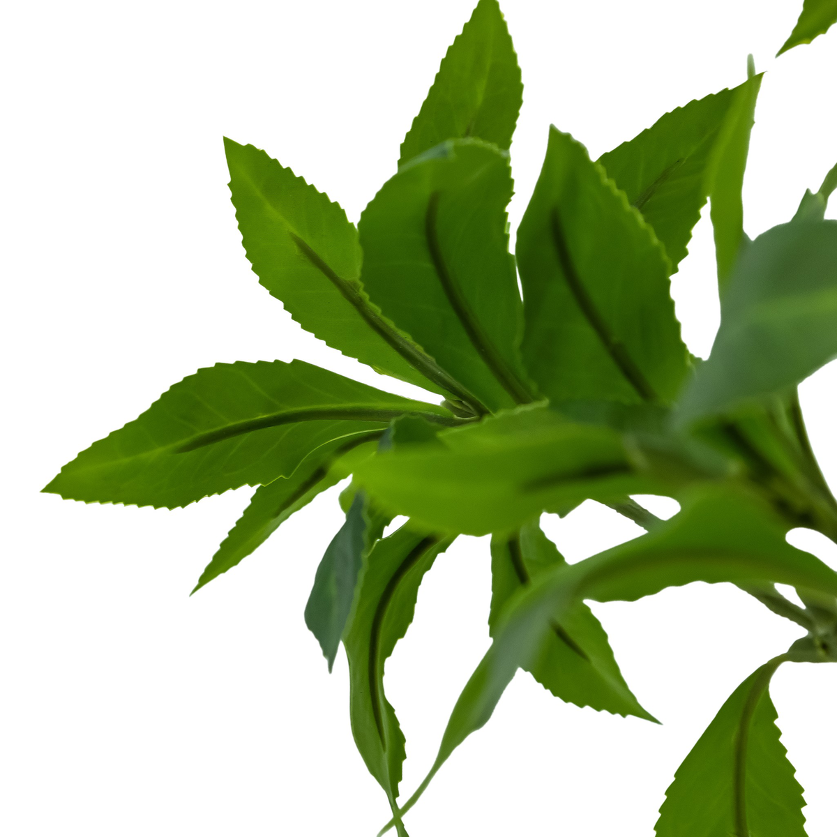#color_faux-pieris-tree