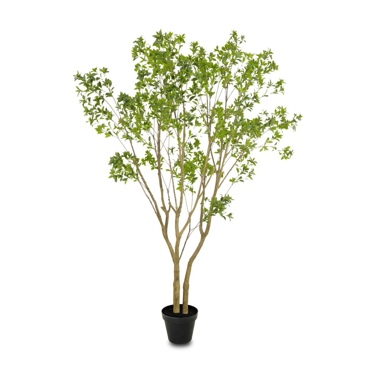 #color_faux-pieris-tree