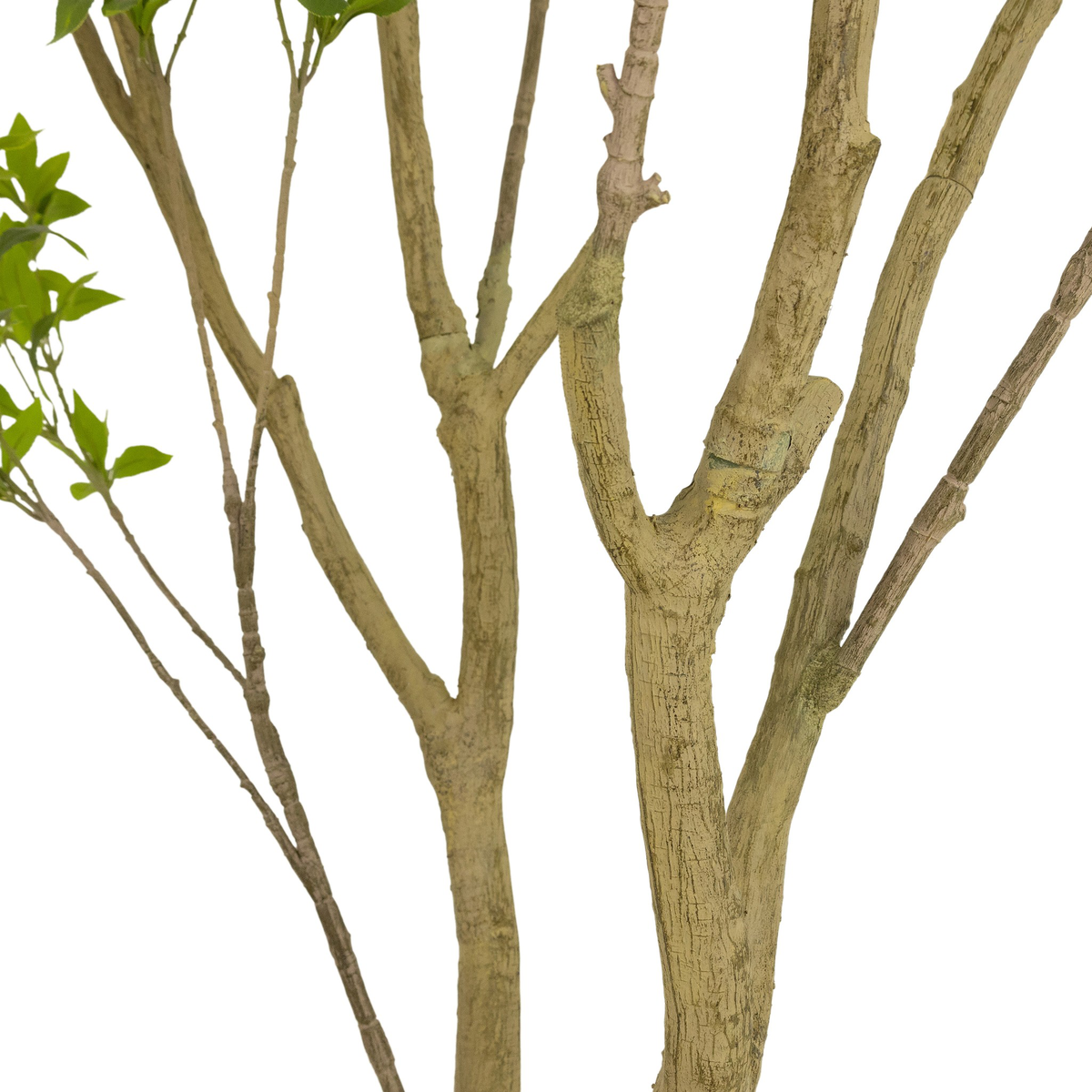 #color_faux-pieris-tree