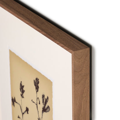 Meadow Rue Set By Shaina Page